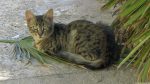 Katze beim Hotel