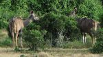 Kudus