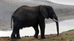 Elefant