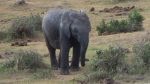 Elefant