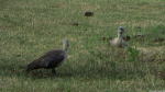 Vögel