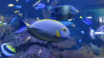 Im Two Oceans Aquarium, Kapstadt