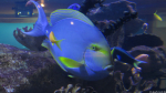Im Two Oceans Aquarium, Kapstadt