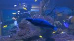 Im Two Oceans Aquarium, Kapstadt