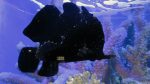 \"Goth Fish\" im Two Oceans Aquarium, Kapstadt