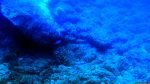 Unter Wasser in Paradise Bay
