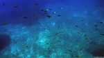 Unter Wasser in Paradise Bay