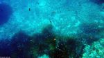 Unter Wasser in Paradise Bay