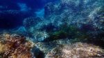 Unter Wasser in Paradise Bay