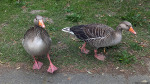 Gänse im Bürgerpark