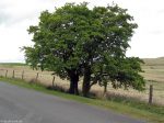 Baum in Wales