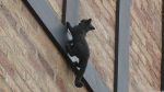 Katzenskulptur