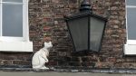 Katzenskulptur