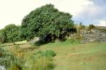 bei Llandecwyn, Gwynedd