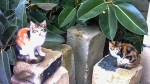Katzen am Friedhof neben dem Tarxien-Tempel