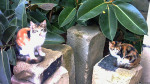 Katzen am Friedhof neben dem Tarxien-Tempel