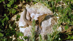 Eidechsen auf Gozo