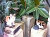 Katzen am Friedhof neben dem Tarxien-Tempel