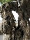 Baum am Castel