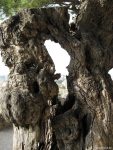 Baum am Castel