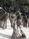 Baum am Castel