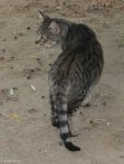 Castel-Katze