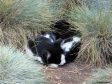 Castel-Katze