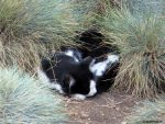 Castel-Katze