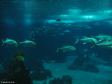 Im Oceanário
