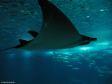 Manta im Oceanário