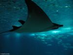 Manta im Oceanário