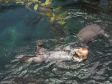 Otter im Oceanário
