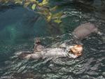 Otter im Oceanário