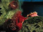 Im Oceanário