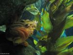 Im Oceanário