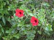Hibiskus am Hotel