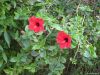 Hibiskus am Hotel