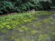 Oker im Bürgerpark