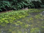 Oker im Bürgerpark