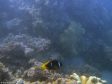 Anemonenfisch (aka \"Nemo\")