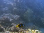 Anemonenfisch (aka \"Nemo\")
