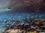 Unter Wasser