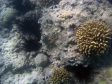 Seeigel