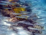 Unter Wasser