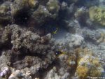 Anemonenfische (aka \"Nemo\")