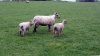 Schaf bei Din Lligwy