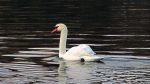 Schwan