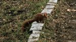 Im Stromovka-Park