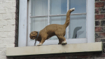 Katzenskulptur