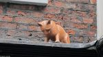 Katzenskulptur